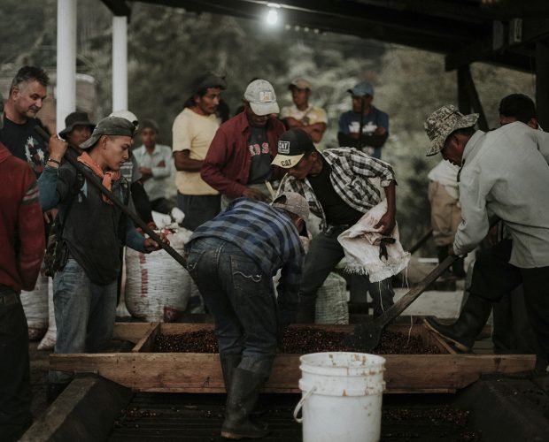 jonas-reindl-coffee-roasters-vienna-origin-guatemala-finca-la-bella-3 jonas-reindl-coffee-roasters-vienna-origin-guatemala-finca-la-bella-3