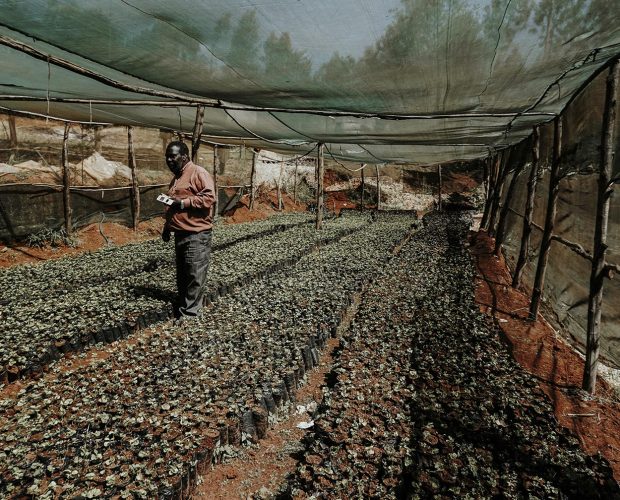 jonas-reindl-coffee-roasters-vienna-origin-kenya-ngutu-rwaikamba-2 jonas-reindl-coffee-roasters-vienna-origin-kenya-ngutu-rwaikamba-2