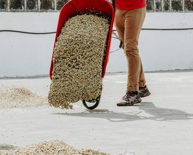 jonas-reindl-coffee-roasters-vienna-origin-guatemala-finca-quejina-crop-3 jonas-reindl-coffee-roasters-vienna-origin-guatemala-finca-quejina-crop-3