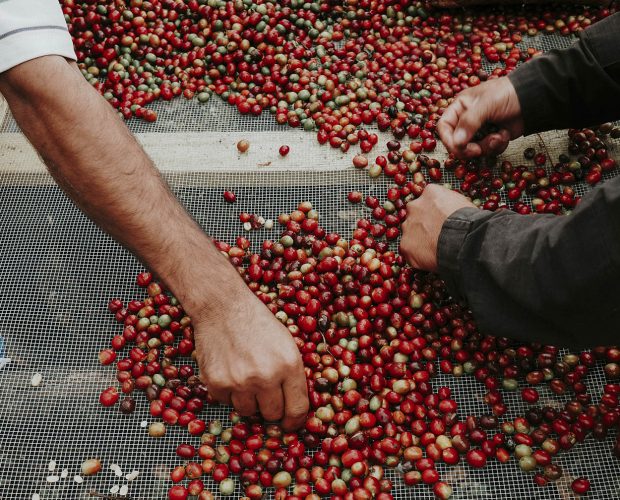 jonas-reindl-coffee-roasters-vienna-origin-nicaragua-finca-los-alpes-3 jonas-reindl-coffee-roasters-vienna-origin-nicaragua-finca-los-alpes-3