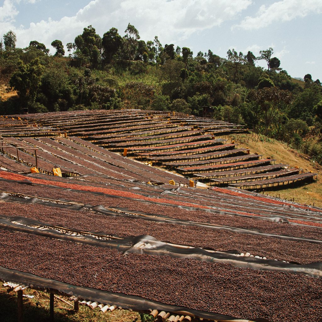 reindl-origin-karamo-mimosa-2