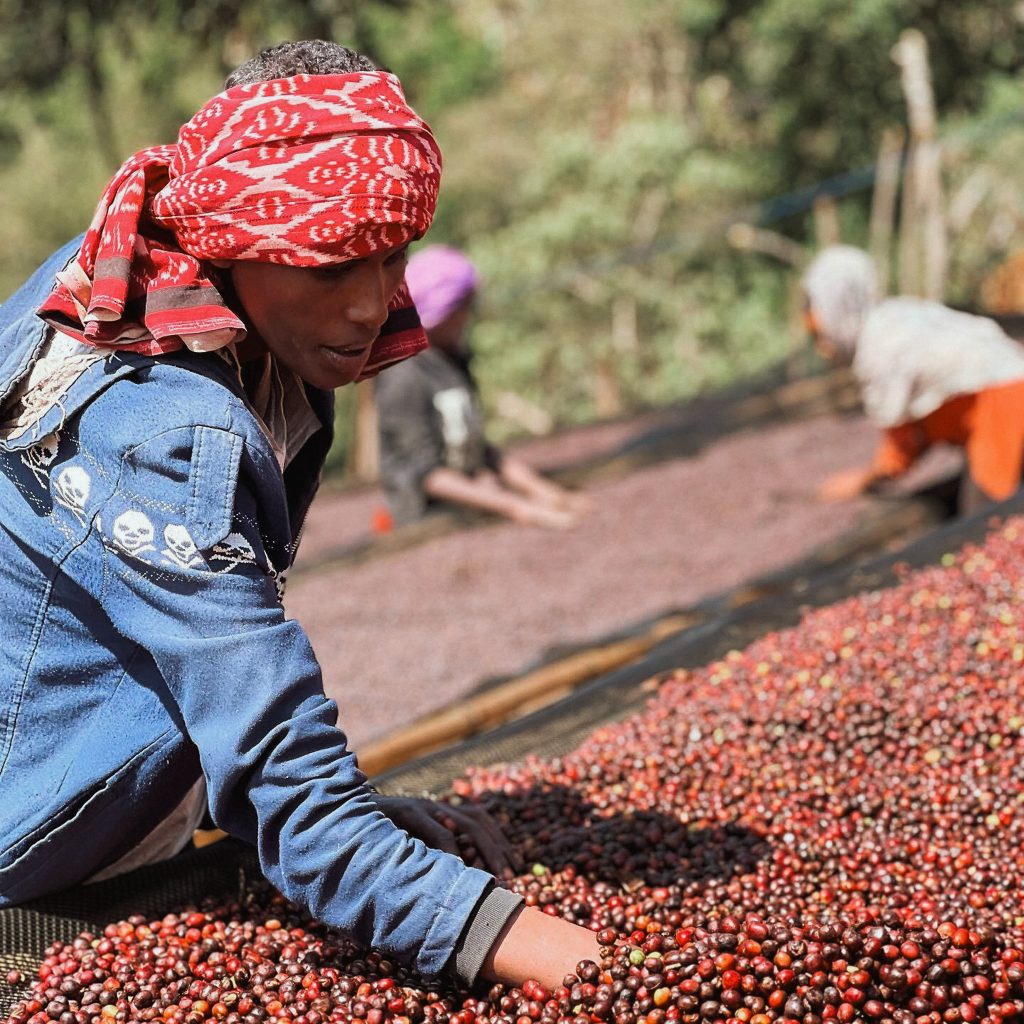 reindl-origin-karamo-mimosa-3