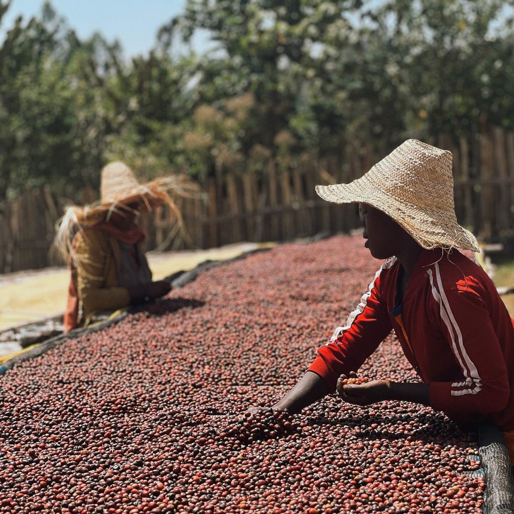 reindl-origin-karamo-mimosa-4