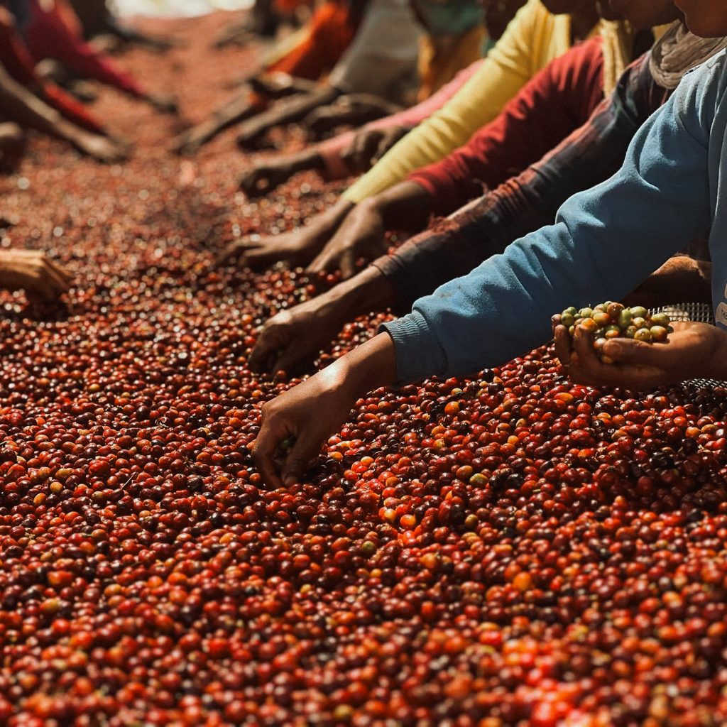 reindl-origin-karamo-mimosa-6