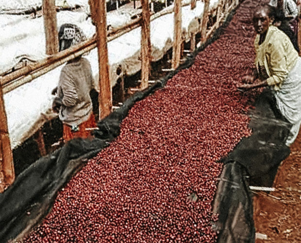 jonas-reindl-coffee-roasters-vienna-origin-ethiopia-banko-gotete-pb-2 jonas-reindl-coffee-roasters-vienna-origin-ethiopia-banko-gotete-pb-2