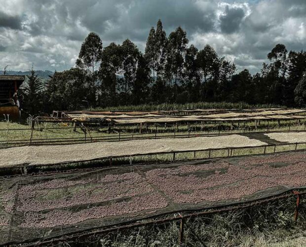 jonas-reindl-coffee-roasters-vienna-origin-kenya-gukarari-aa-crop-2 jonas-reindl-coffee-roasters-vienna-origin-kenya-gukarari-aa-crop-2