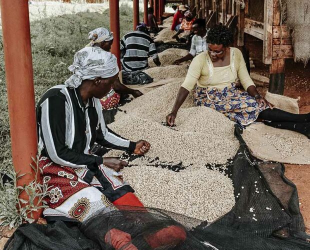 jonas-reindl-coffee-roasters-vienna-origin-kenya-gukarari-aa-crop-3 jonas-reindl-coffee-roasters-vienna-origin-kenya-gukarari-aa-crop-3