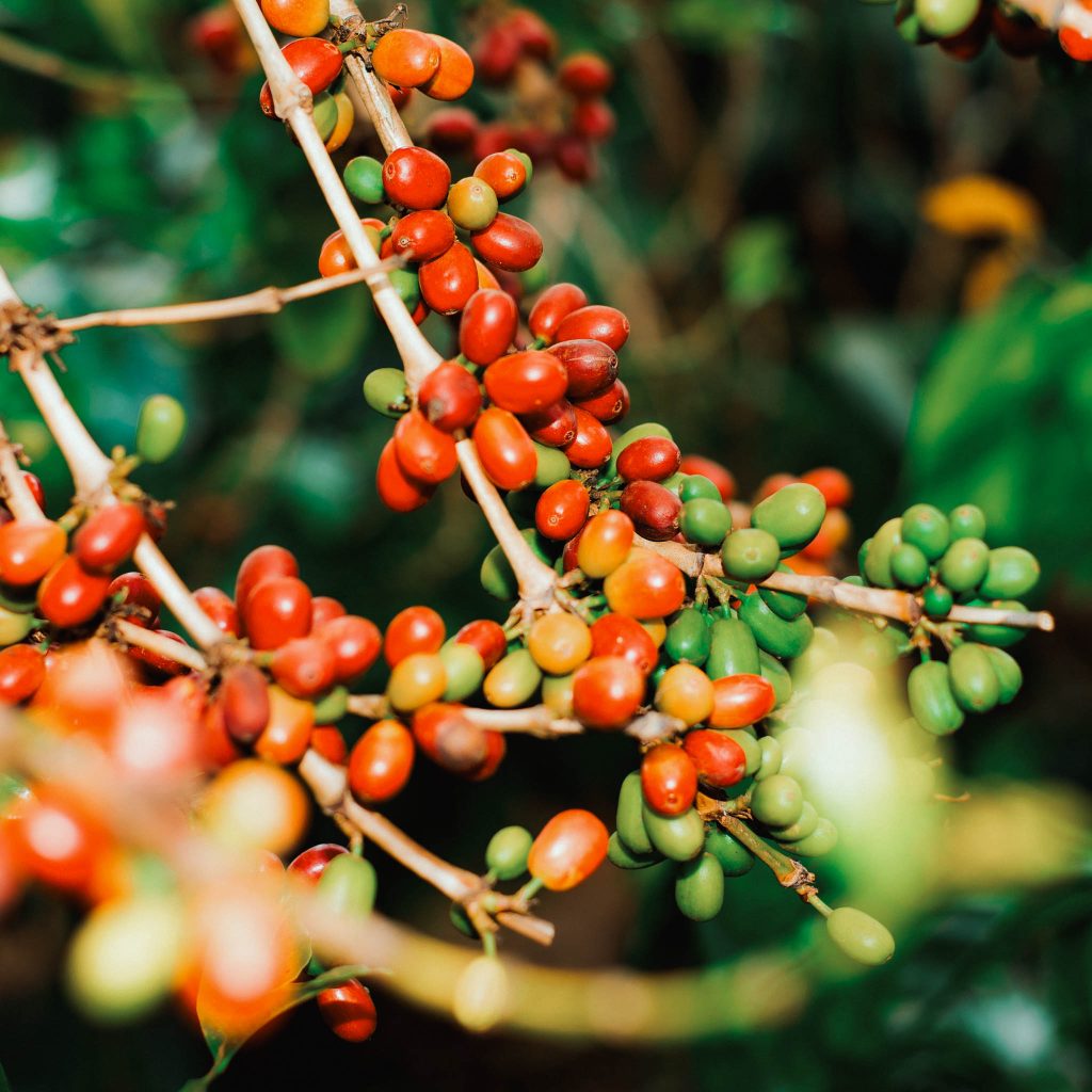 reindl-musasa-bonbon-origin-web-1