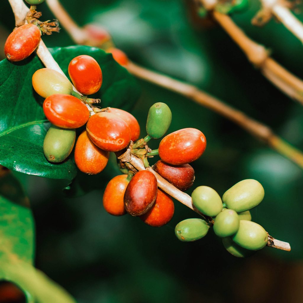 reindl-musasa-bonbon-origin-web-2