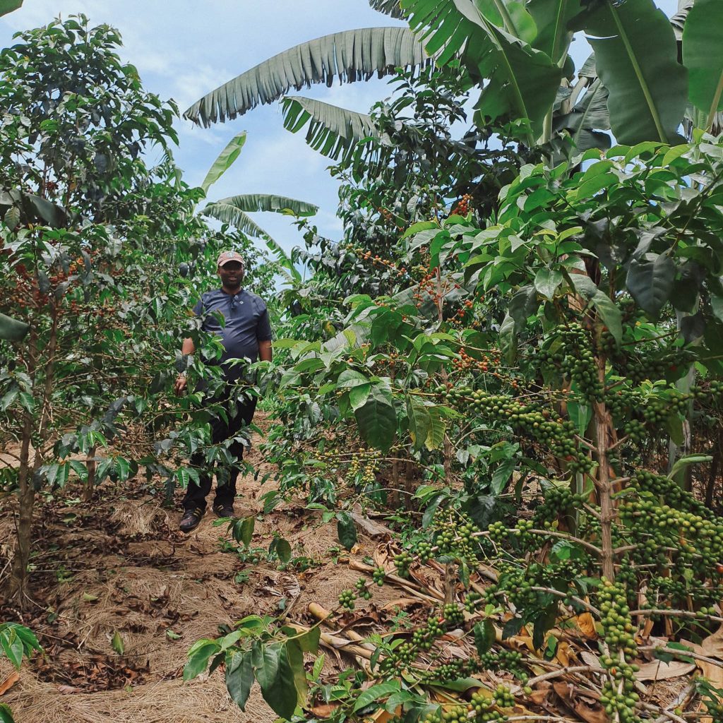 reindl-musasa-bonbon-origin-web-3