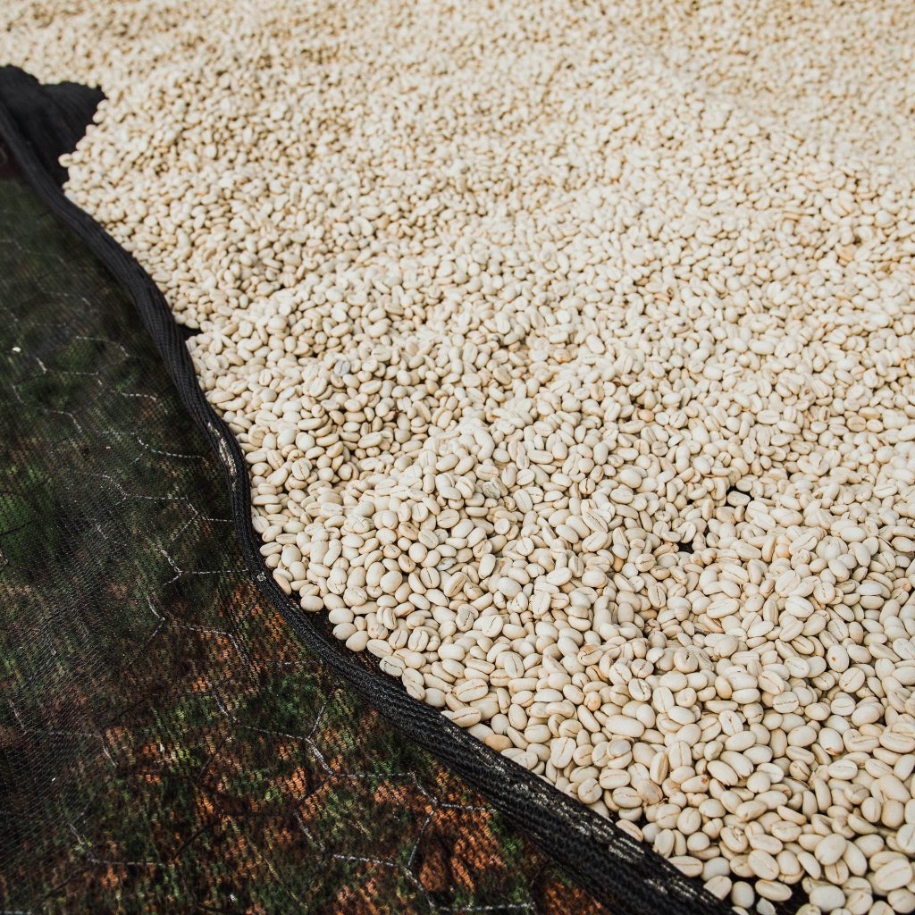 reindl-musasa-bonbon-origin-web-6