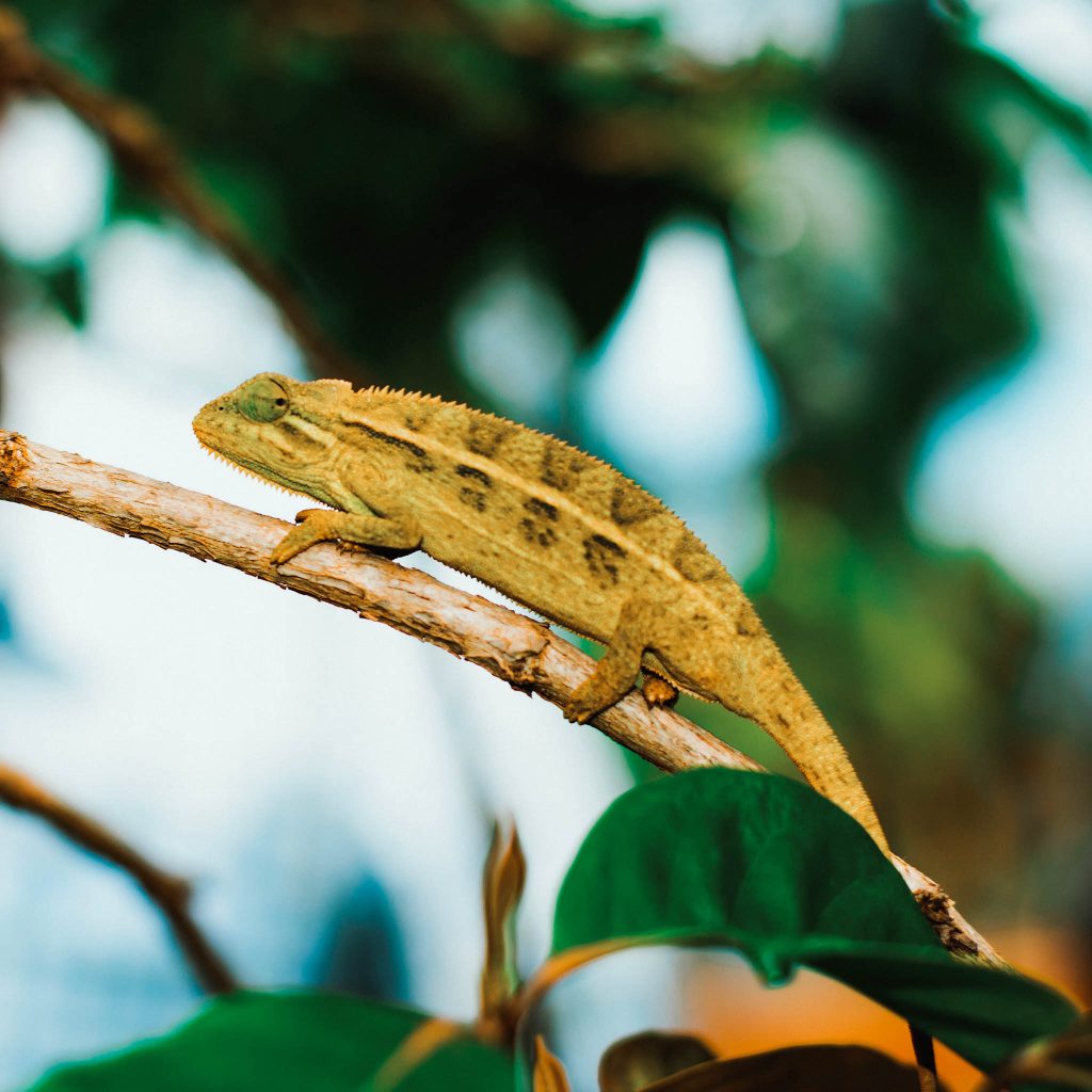 reindl-musasa-bonbon-origin-web-9