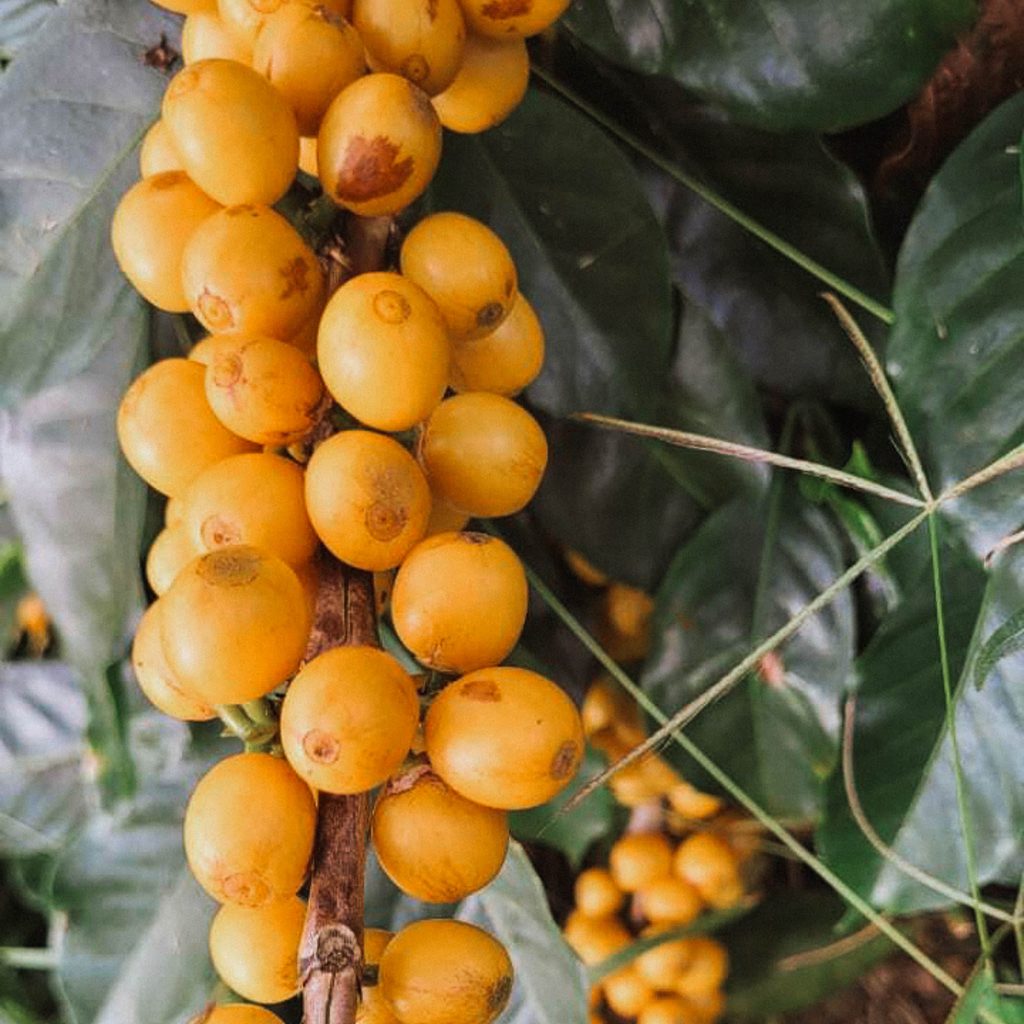 reindl-origin-las-nubes-10