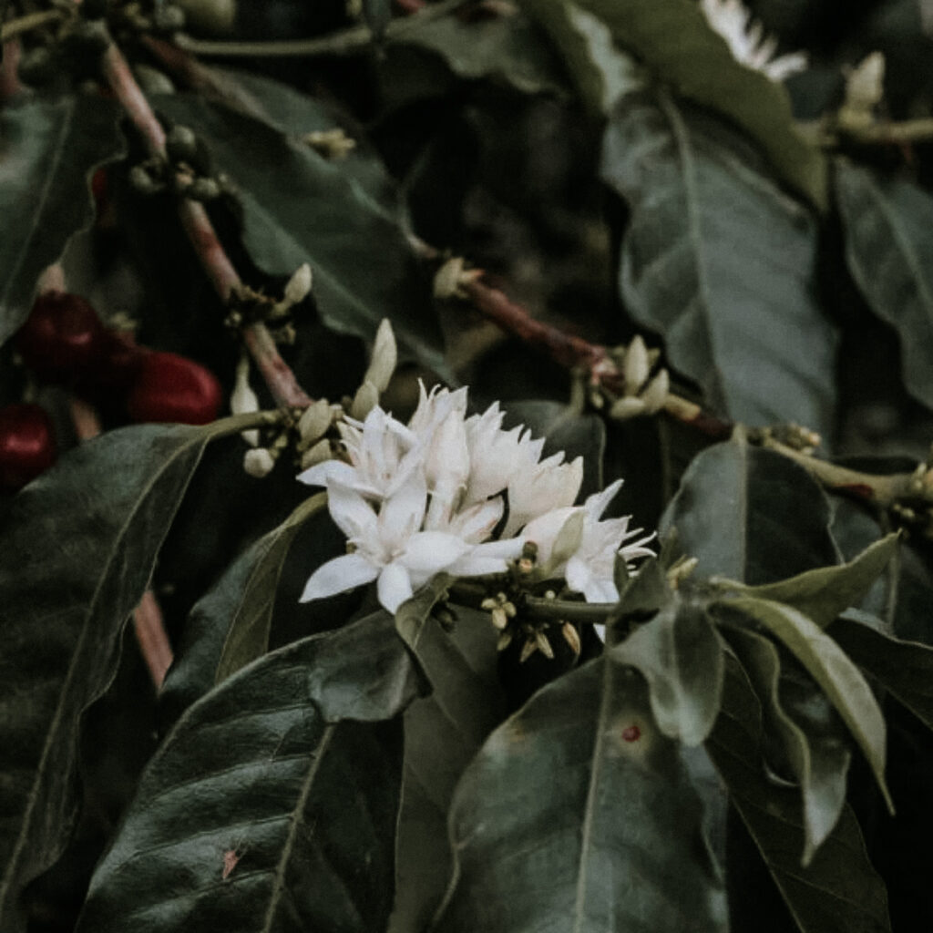 reindl-origin-planadas-3