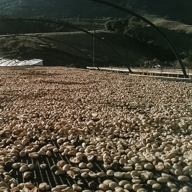 reindl-origins-fazenda-furnas-web-5