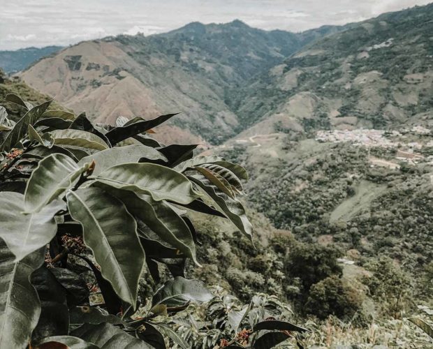 jonas-reindl-coffee-roasters-vienna-origin-peru-cajamarca-2 jonas-reindl-coffee-roasters-vienna-origin-peru-cajamarca-2