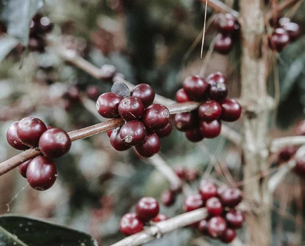 jonas-reindl-coffee-roasters-vienna-origin-honduras-norma-iris-fiallos-3 jonas-reindl-coffee-roasters-vienna-origin-honduras-norma-iris-fiallos-3