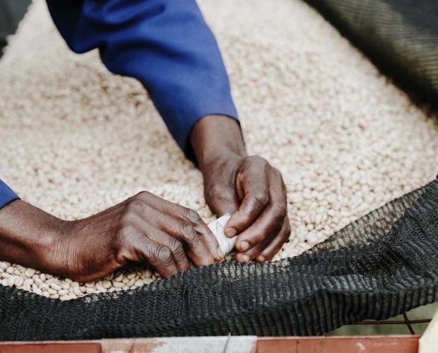 jonas-reindl-coffee-roasters-vienna-origin-kenya-kichawir-3 jonas-reindl-coffee-roasters-vienna-origin-kenya-kichawir-3