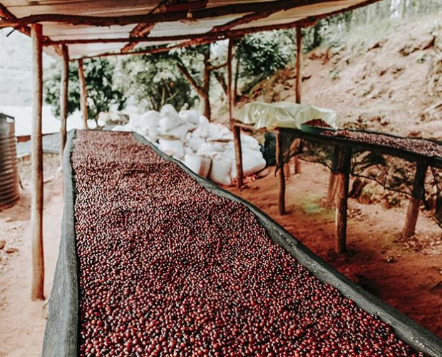 jonas-reindl-coffee-roasters-vienna-origin-rwanda-bumbogo-2.2 jonas-reindl-coffee-roasters-vienna-origin-rwanda-bumbogo-2.2