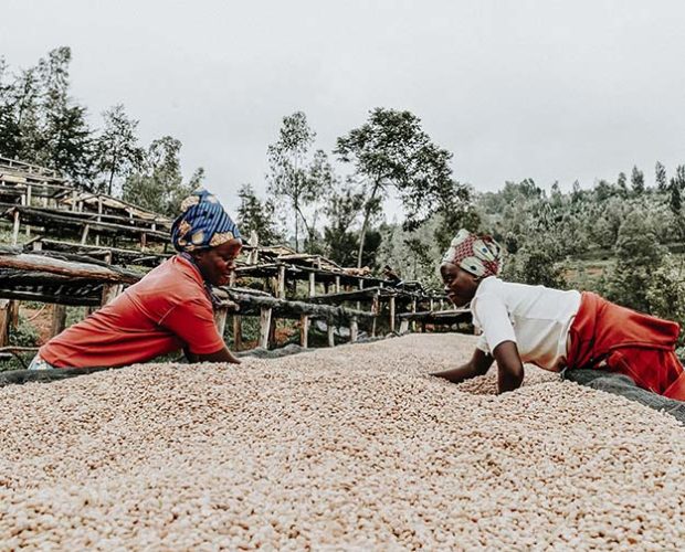 jonas-reindl-coffee-roasters-vienna-origin-rwanda-bumbogo-3.2 jonas-reindl-coffee-roasters-vienna-origin-rwanda-bumbogo-3.2