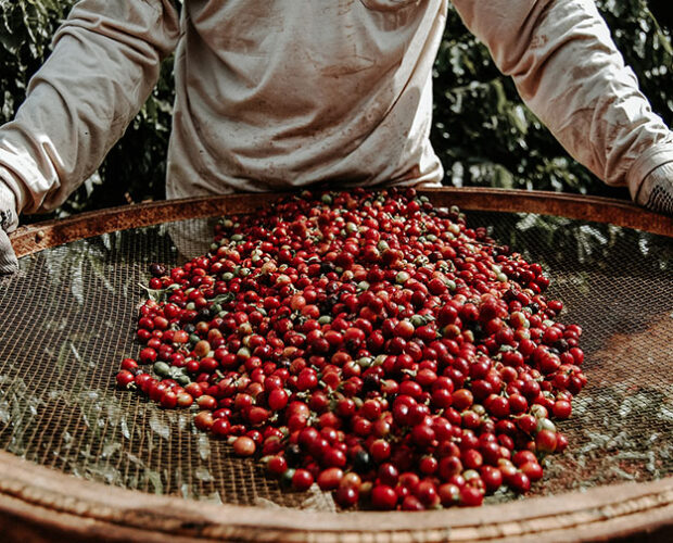 jonas-reindl-coffee-roasters-brazil-4-web jonas-reindl-coffee-roasters-brazil-4-web