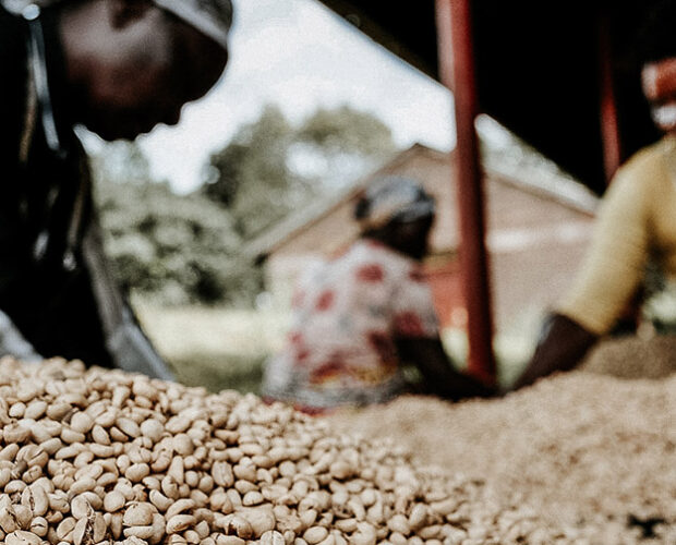 jonas-reindl-coffee-roasters-gura-3-web jonas-reindl-coffee-roasters-gura-3-web