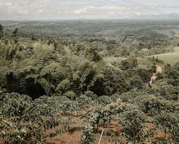 jonas-reindl-coffee-roasters-vienna-origin-colombia-finca-el-paraiso-3 jonas-reindl-coffee-roasters-vienna-origin-colombia-finca-el-paraiso-3